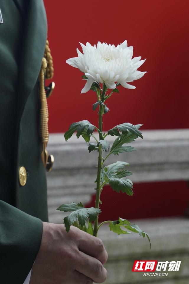 哀悼菊花逝者图片