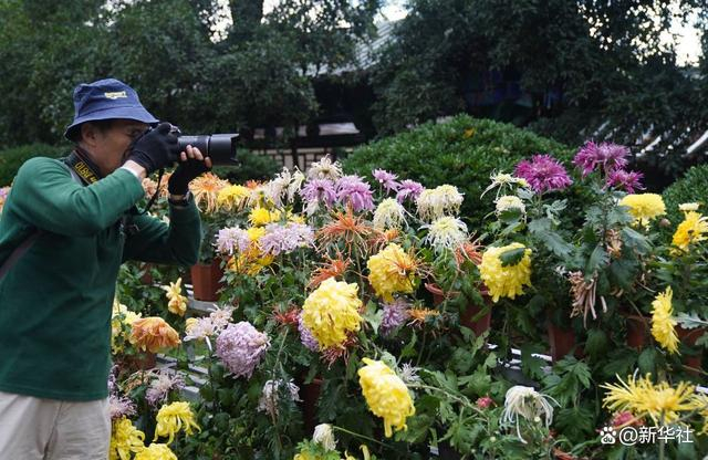 ↑10月2日，游客在昆明市大观公园菊展上赏菊、拍照。新华社发（梁志强摄）