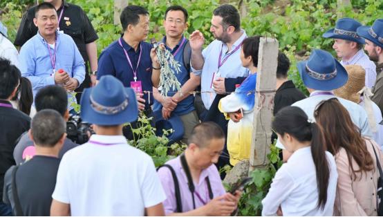 14国52位葡萄酒专家参访尼雅玛纳斯小产区葡园