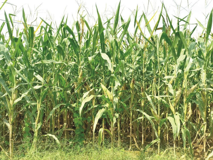         曲周县槐桥镇西漳头村种粮大户任景河种植的玉米长势良好。    赵鸿宇 摄    