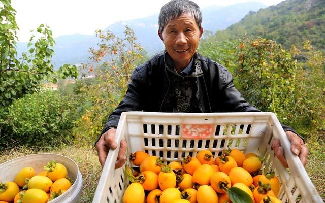 牛心柿。 图/IC photo