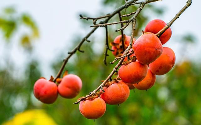 火晶柿子。 图/IC photo