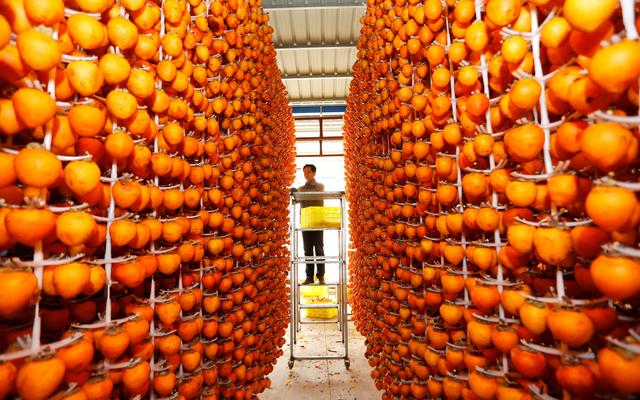 正在晾晒的富平柿。图/IC photo