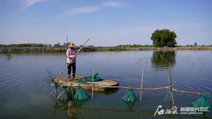 玛纳斯县广东地乡小海子村螃蟹养殖户桑少生在蟹塘劳作。朱文斌摄