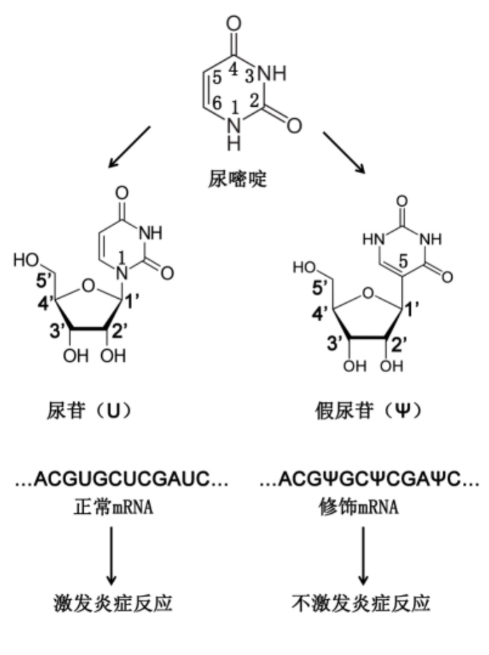 天然mRNA（左）和修饰mRNA（右）
