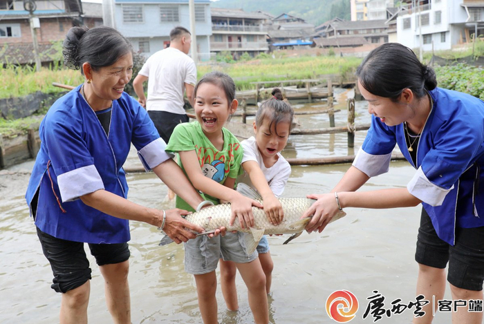 在三江侗族自治县林溪镇冠洞村，村民忙着开塘抓鱼，制作侗族酸汤鱼特色美食，欢庆佳节。龚普康 摄