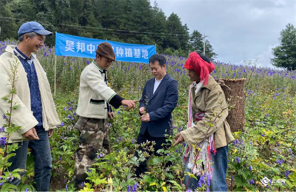 资料图，香料植物种植基地