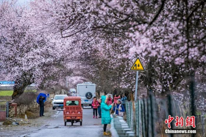林芝桃花盛放。张静 摄