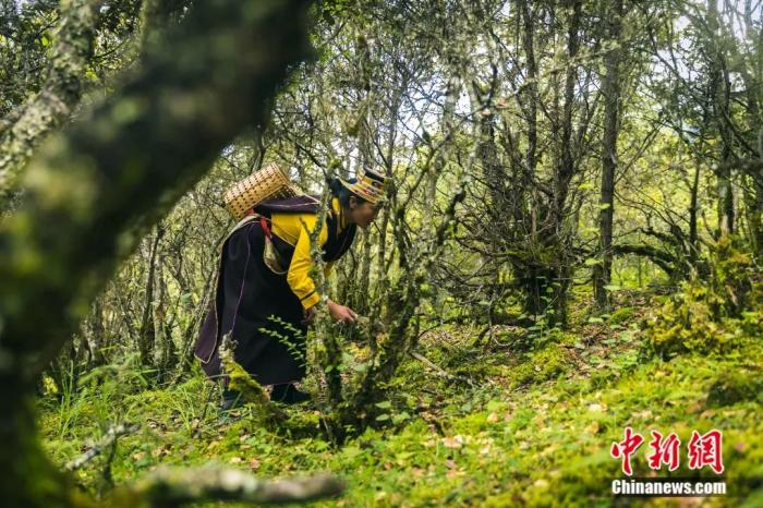 当地村民采挖松茸。张静 摄