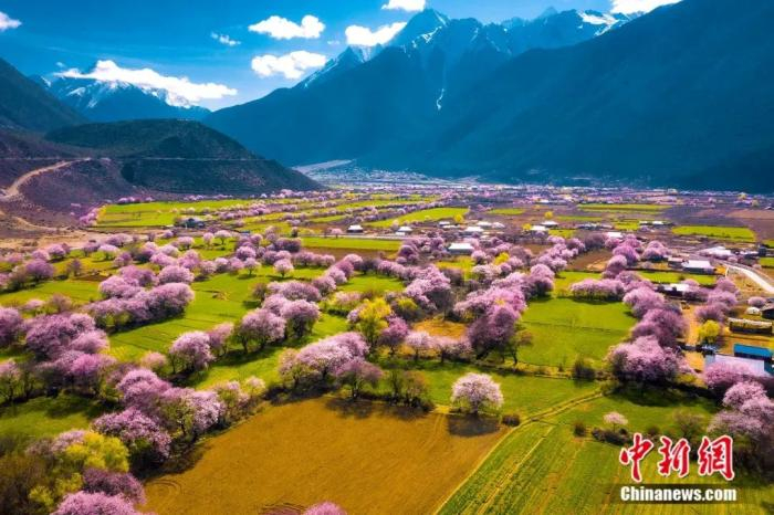 林芝波密桃花盛放。张静 摄