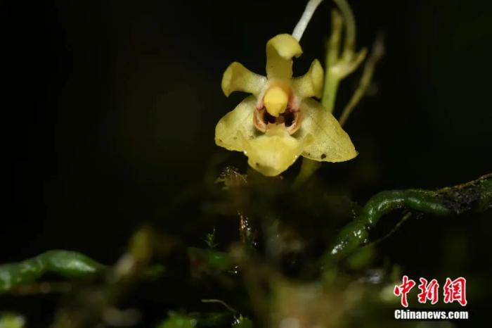 墨脱蝴蝶兰。墨脱县林草局供图