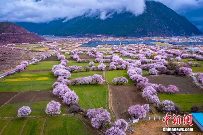 林芝桃花盛放。张静 摄