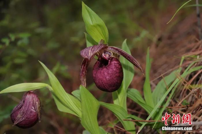 西藏杓兰。墨脱县林草局供图