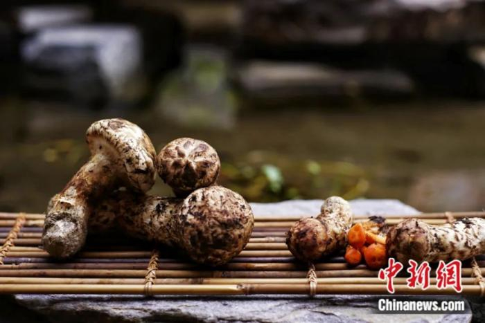 新鲜松茸。林芝市旅发局供图