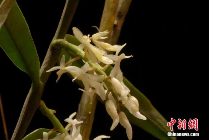 西藏小囊兰。墨脱县林草局供图