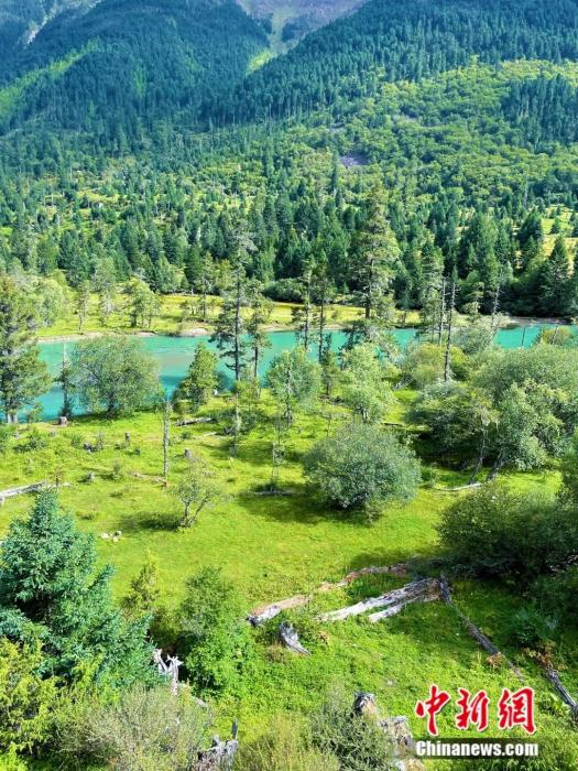 林芝巴松措原始林区。中新社记者 赵朗 摄