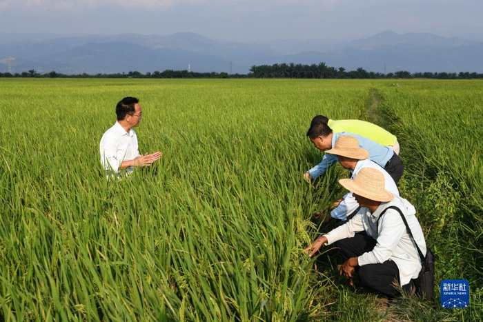 6月20日，在布隆迪布班扎省吉汉加县，中国援布农业专家组与翻译在一处杂交水稻田考察。新华社记者 韩旭 摄