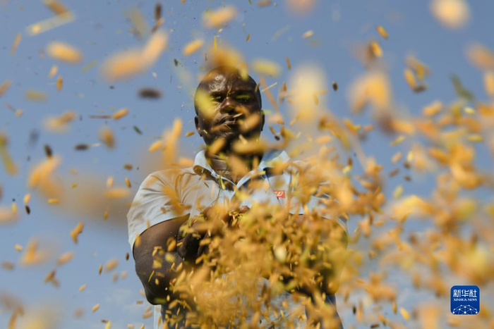 6月20日，在布隆迪布班扎省吉汉加县，农民恩根达库马纳·夏尔在整理收获的水稻。新华社记者 韩旭 摄