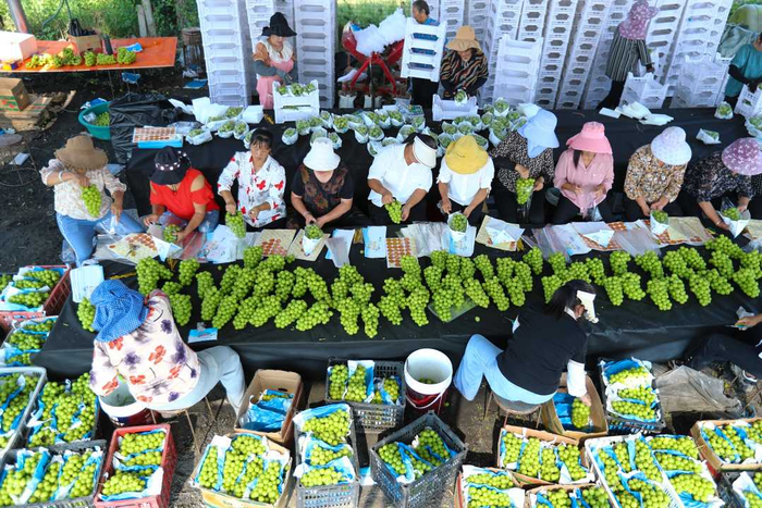    正阳县寒冻镇从楼村盛禾庄园葡萄种植基地，工人们采摘分拣忙得不亦乐乎。余川摄