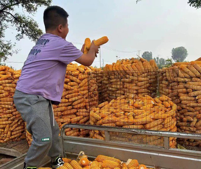 帮家里收玉米。张静岚 摄