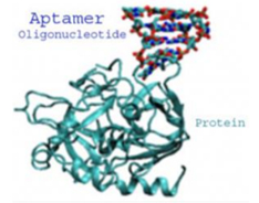 图注：特异性Aptamer与靶蛋白结合的三维示意图