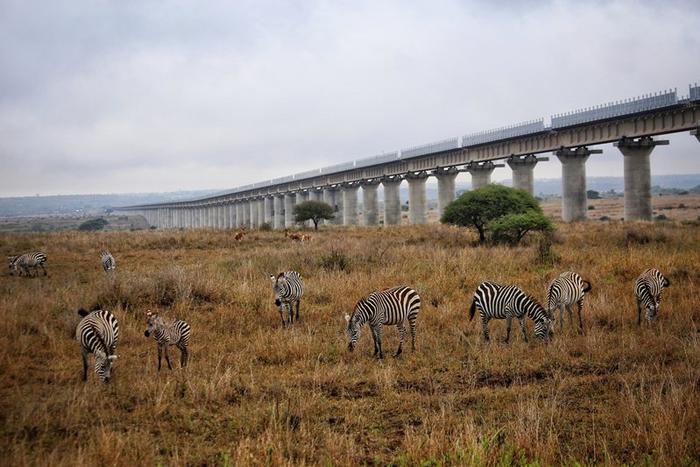 当地时间2018年12月5日，肯尼亚内罗毕，蒙内铁路穿过内罗毕国家公园采用全高架方式，保证野生动物可以安全穿过铁路。