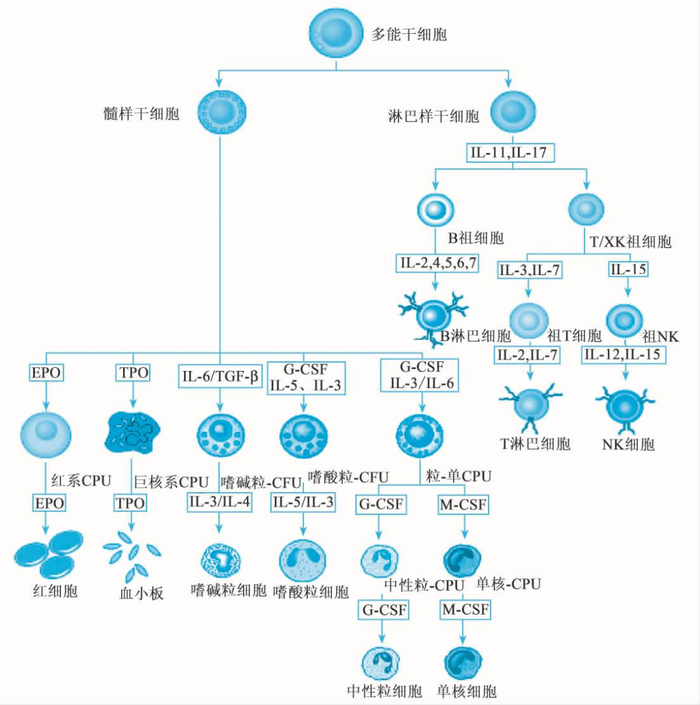 图1 免疫细胞的分化历程及相关细胞因子（图片来源于网络）