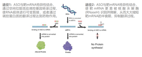 图注：ASO作用机制   