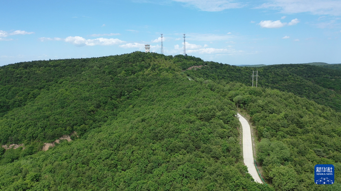 　　这是子午岭林区蒿咀铺林场一景（6月1日摄，无人机照片）。新华社记者 梁军 摄