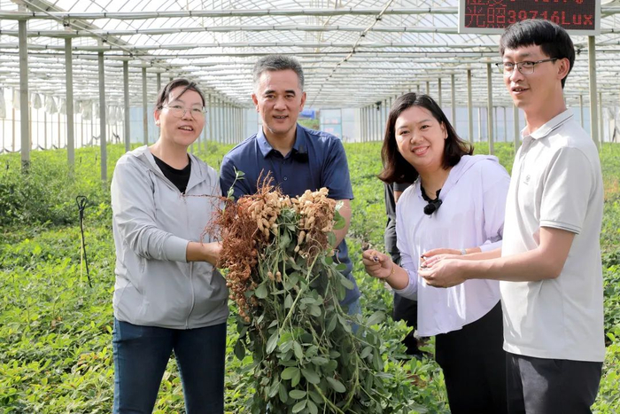 东川区乌龙镇，由中国航天科工帮扶的国家级花生种子培育基地喜获丰收