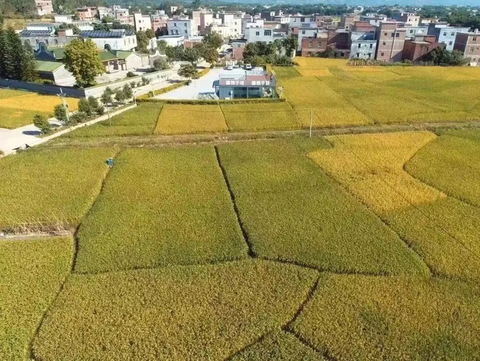 △图源 怀集发布