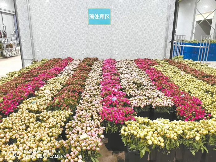 鲜切花正在进行预处理液处理