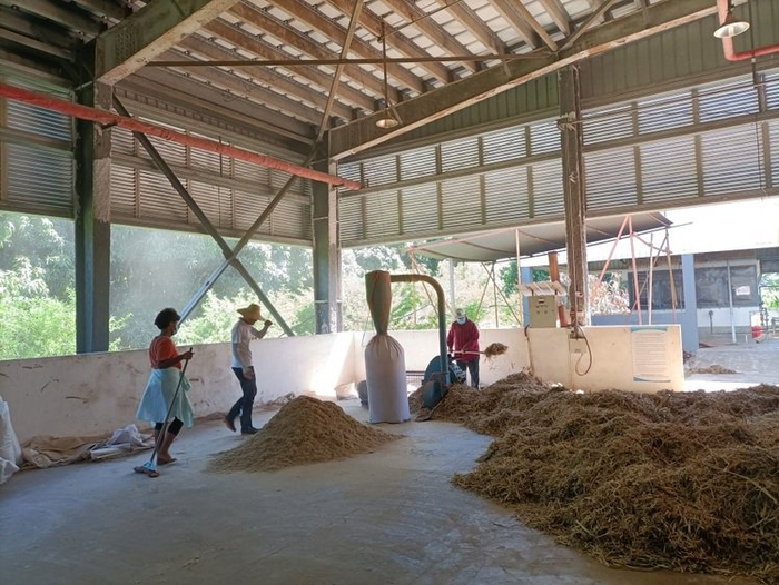 △斐济农户在粉碎菌草