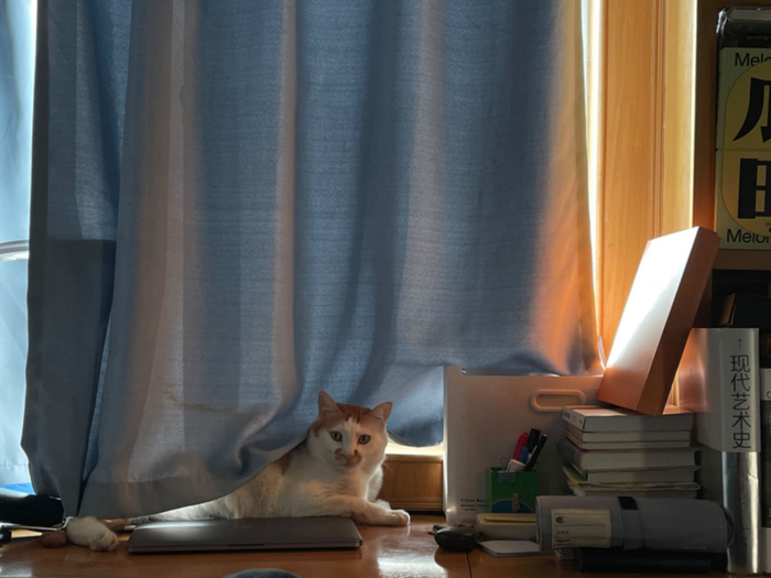 图：彭佳的爱猫“贝贝山”。