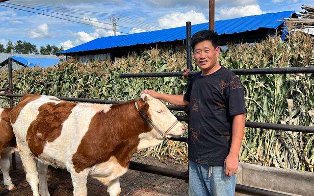 龙殿俊和村里的牛。 受访者供图
