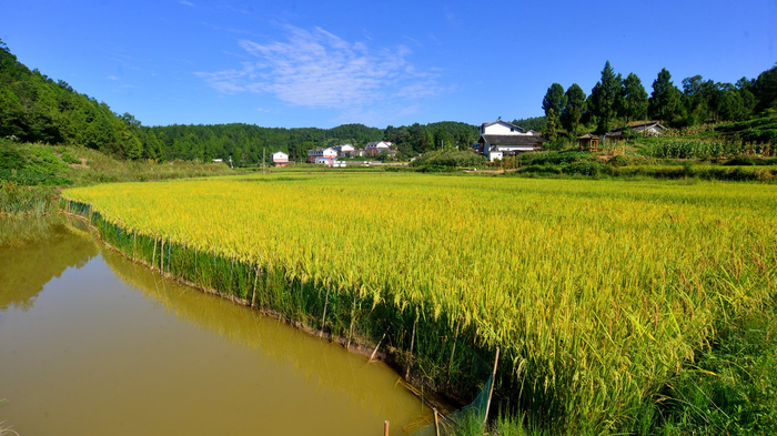 昭化区磨滩镇稻鱼综合养殖基地。李建生 摄