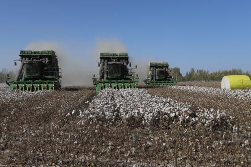 图为新疆巴州某棉花种植园收棉场景。