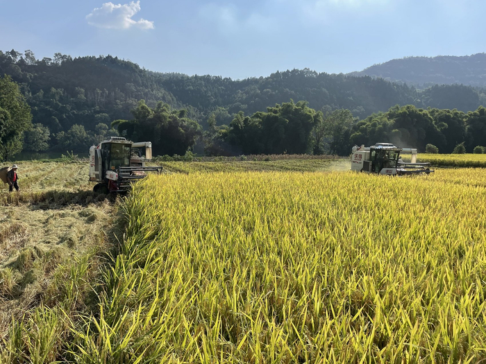 通过标准农田建设，水稻全机械化生产为种粮户提供了极大便利，图为苍溪县水稻收割现场。苍溪县委宣传部供图