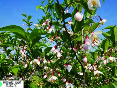 国内首个野茉莉新品种——初雪映红。受访者供图