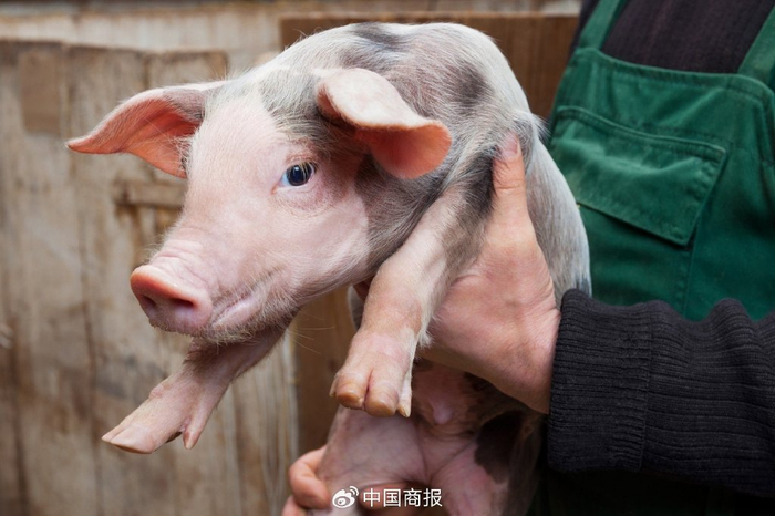 在生猪价格下行阶段，实行“承包制”的牧原股份前路或仍有较大风险。（图片由摄图网提供）