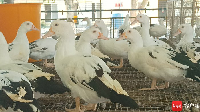 种鸭场养殖的嘉积鸭。记者 苏桂除 摄