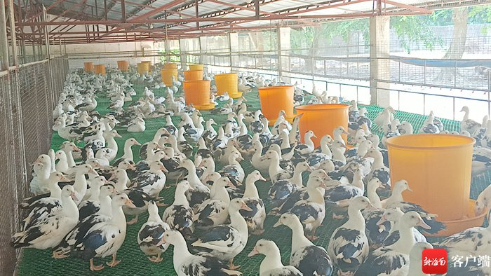 嘉积鸭。记者 苏桂除 摄