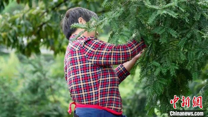 图为江西省上饶市玉山县怀玉山香榧种植基地内，村民正在采摘香榧。　玉山县委统战部供图