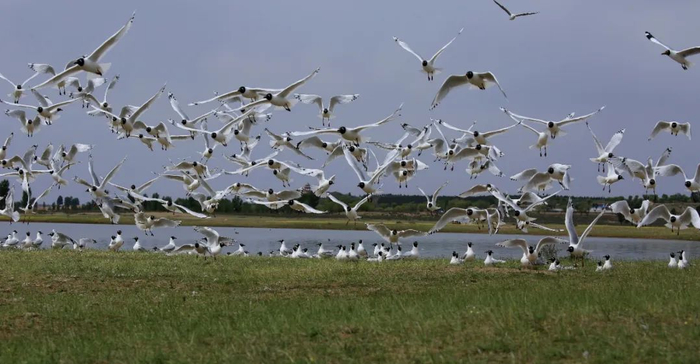 红碱淖是遗鸥的栖息地