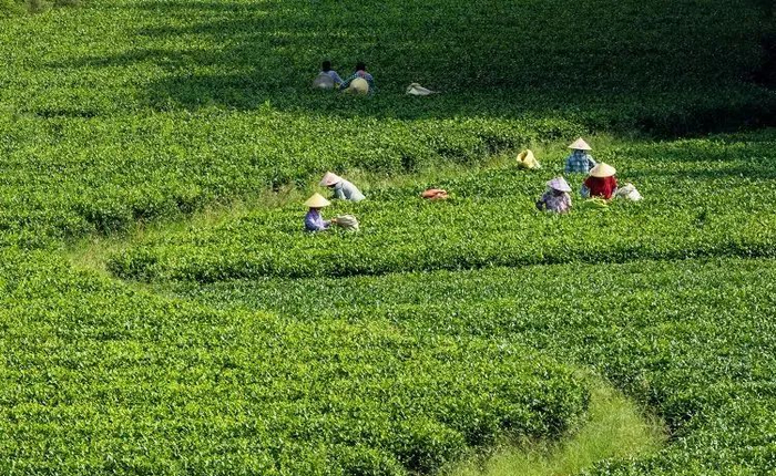 灵山县石瓯山茶场。图源灵山县融媒体中心