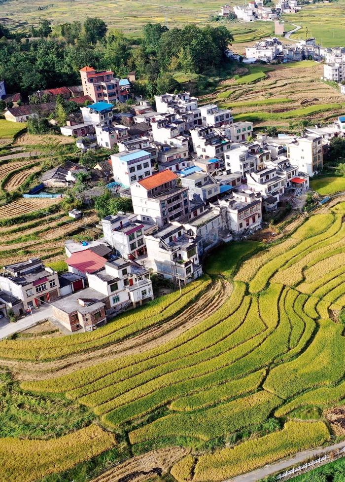 10月9日,河池市南丹县芒场镇丰收的田园稻浪翻滚,与美丽的民居融为