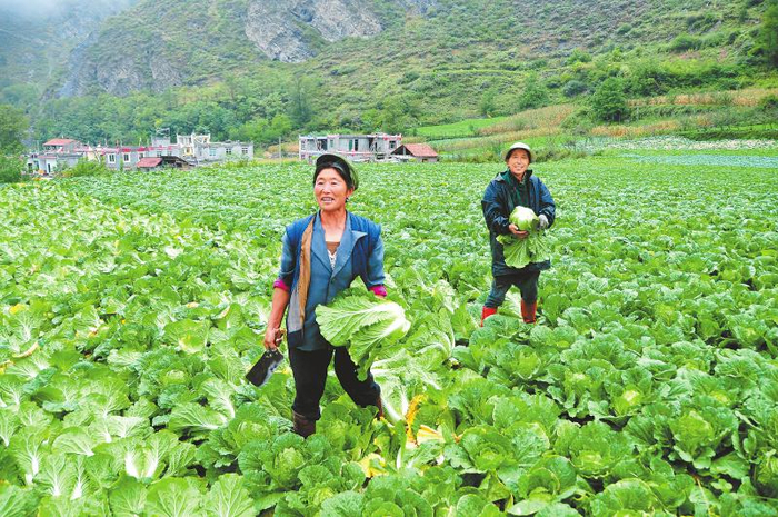 村民抢收大白菜。（图片由理县县委宣传部提供）