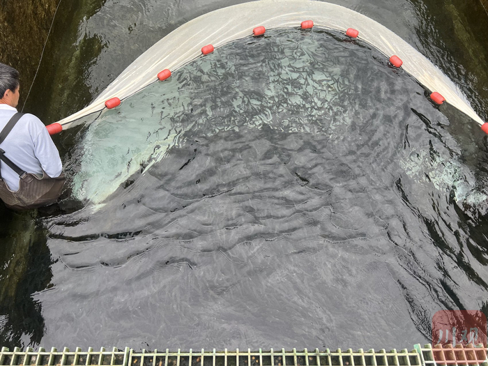 天全县川泽渔业有限公司养殖基地，工作人员正在打捞虹鳟鱼苗。阚莹莹 摄