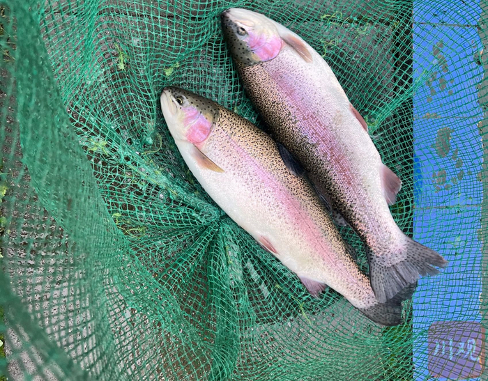 因成熟个体体侧有一棕红色纵纹，虹鳟因此得名。图为彭州涌泉冷水渔业有限公司养殖的虹鳟。阚莹莹 摄