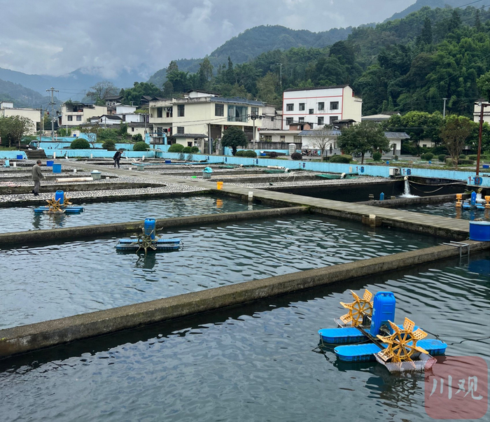 流水池精养集约化养殖技术，可数十倍提高产量。阚莹莹 摄